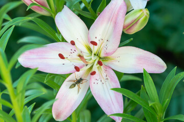 Fototapeta premium Large flower and wasp on lilies.