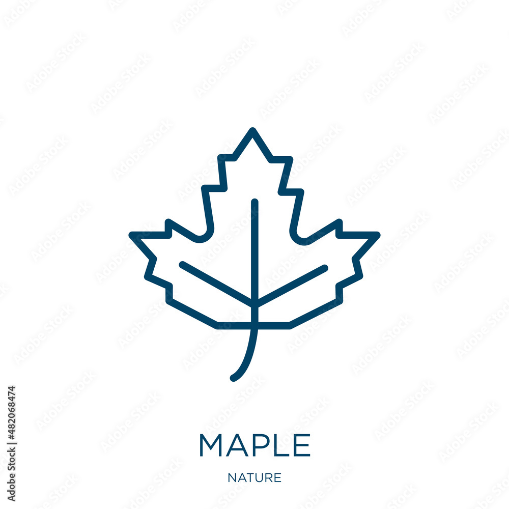 Poster maple icon from nature collection. thin linear maple, leaf, natural outline icon isolated on white b