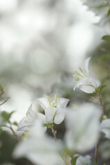 Soft white Bougainvillea flower in nature with soft and selective focus.Vintage floral background.