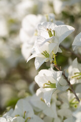 Soft white Bougainvillea flower in nature with soft and selective focus.Vintage floral background.