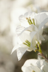 Soft white Bougainvillea flower in nature with soft and selective focus.Vintage floral background.