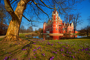 Bad Muskau pałac zamek krokusy wiosna Park Mużakowski Niemcy, Sakosnia
 - obrazy, fototapety, plakaty