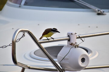 P&aacute;jaro amarillo 