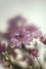 Top view of beautiful flowers through the glass with waterdrops background.Flower background for...