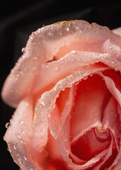 Macro photography of beautiful pink rose with water drops.Flower background for Valentine's day.