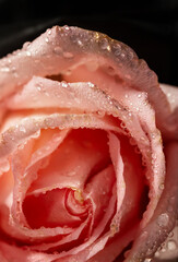 Macro photography of beautiful pink rose with water drops.Flower background for Valentine's day.
