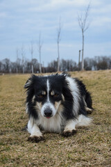 Border collie is lying in the grass. He is so crazy dog on trip.