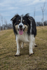 border collie is standing in the field in the nature, in mountain in czech republic. She is very happy.