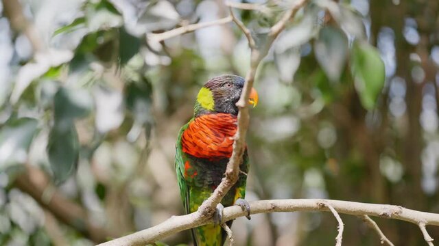 Coconut Lorikeet Perching On Branch In Tree