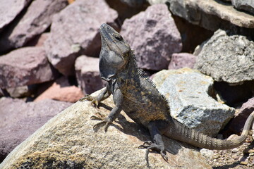 Garrobo tomando sol 