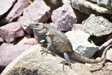 Garrobo en roca 
