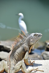 Iguana y garza 