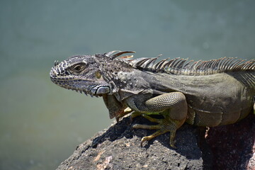 Iguana gris 