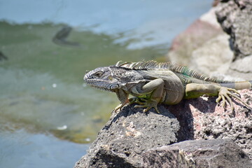 Iguana en roca 