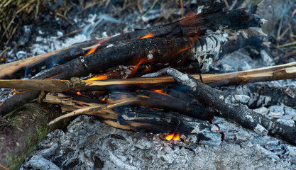 the firewood and fire in the forest