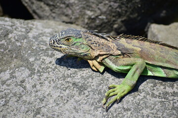 Iguana verde 2