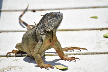 Iguana en puente 