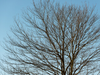 tree in winter