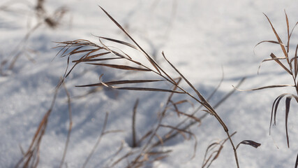 grass in the snow