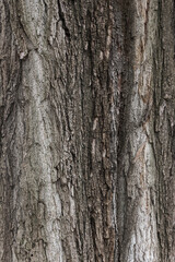 texture of a chestnut tree bark. closeup nature background
