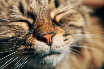 Fluffy cat puts its muzzle under the sun's rays. Pet relaxes with his eyes closed. Lazy kitten close-up. Domestic animal themes.