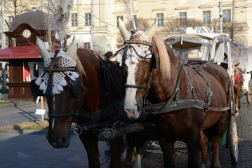Naklejka na ściany i meble Traditional horse-drawn carriage in the old town