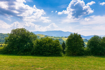 Obraz premium row of trees on the hillside meadow. beautiful rural landscape in the distance. sunny summer weather with fluffy clouds above the distant mountain range