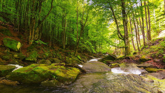 forest river in spring. water flows among the mossy rocks. refreshing nature background. beautiful scenery on a sunny day