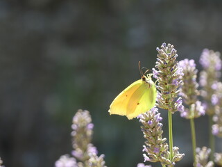 Close-up of beautiful yellow butterfly resting on a lavender flower