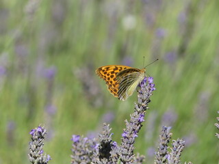 Close-up of beautiful brown butterfly resting on a lavender flower