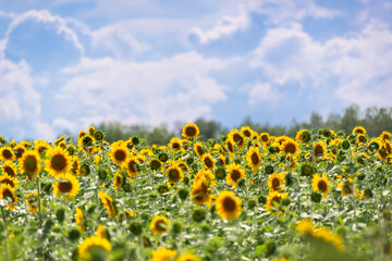 Obraz premium Sunflower field and blue sky.