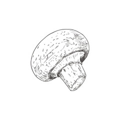 Hand drawn champignon. Isolated sketch on white background. Vector illustration.