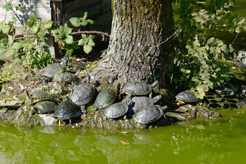 Lago Maggiore Arona Schildkröten im Parco della Rocca Borromea