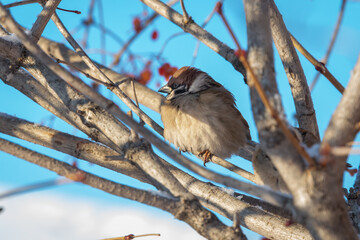 Sparrow bird on branches. Bird on a tree.