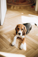 Dog lying on the floor and look ate the camera