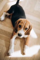 Sad Puppy beagle. Dog lies on the floor and look ate the camera
