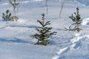 young pine trees in the snow