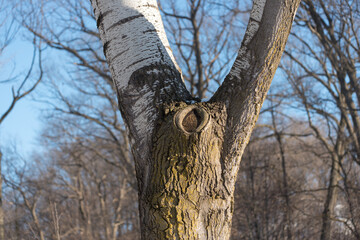 crotch like shape on a poplar tree in winter