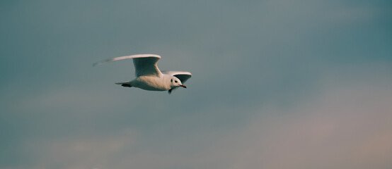 Seagull in flight