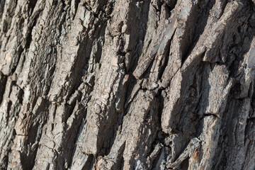 bark of tree
