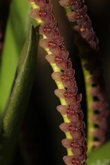 Close up on very small Stelis flowers