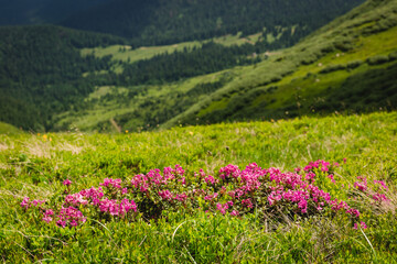 Fototapeta premium Pink rhododendron flowers on summer mountain. Carpathian mountains, Ukraine, Europe. Discover the beauty of earth. Tourism concept