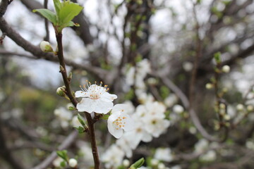 tree blossom