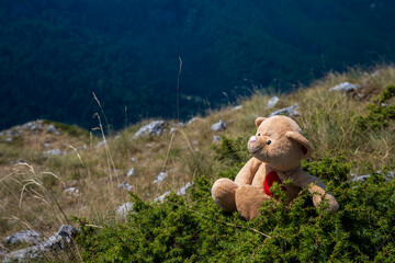 Teddy bear in the middle in the forest