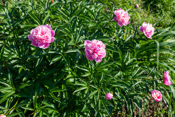 Pink fresh peonies bush in the summer garden at the sunny day, selective focus. Natural floral background. Picture for post, screensaver, wallpaper, postcard
