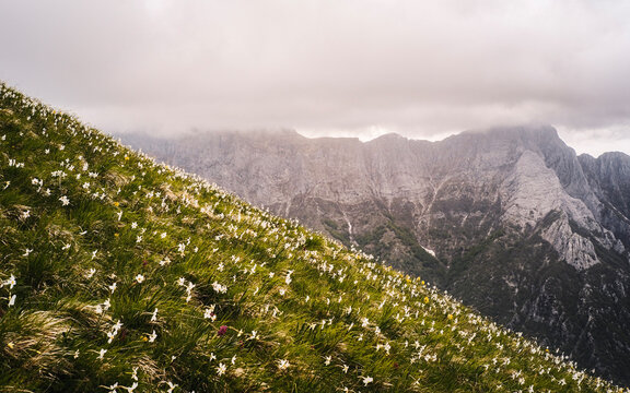 mountain flowers
