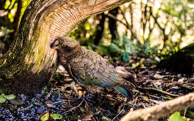 bird on the ground