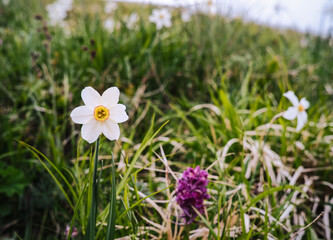 spring crocus flowers