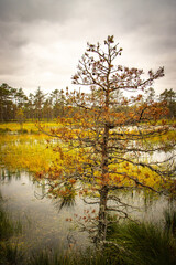 wetlands, viru bog, estonia, lahemaa national park, baltics, baltic countries, europe