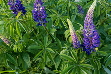 Violet lupin flowers and green leaves, close-up. Natural green backdrop with a lilac flowers lupins for post, screensaver, wallpaper, postcard, poster, banner, cover, header for web